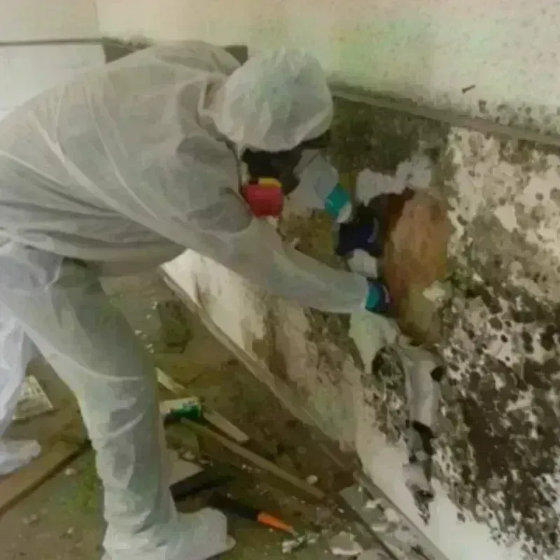 Mold Remediation and Removal in Sandwich, MA